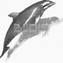 Glass Tile for Decorative Facing: Dolphin 2