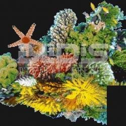 Стъклокерамична Мозайка: Морски Живот